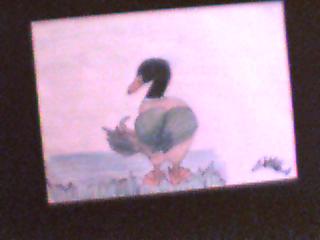 canard colvert mâle